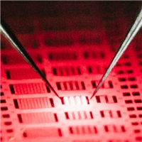 KAUST Researchers Develop Pure Red Light Emitting micro-LED for NextGen Full-Color Displays