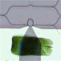 Researchers Develop Low-Loss Device that Modulates Light Without Dimming